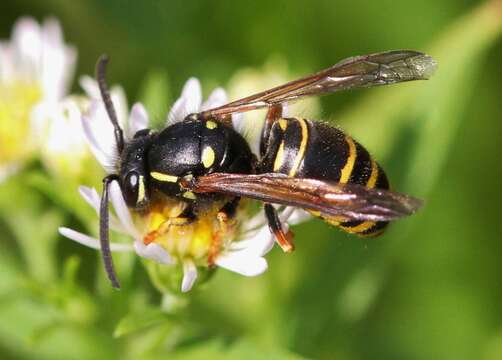 Image of Forest Yellowjacket