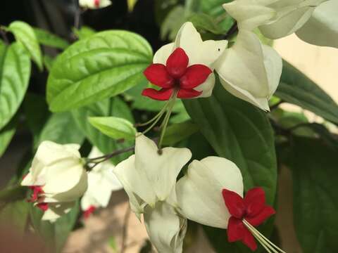 Imagem de Clerodendrum thomsoniae Balf. fil.