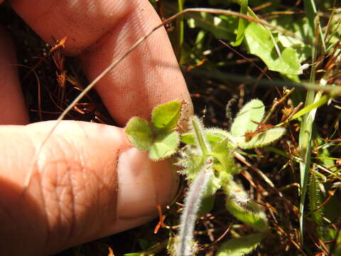 Imagem de Trifolium barbigerum Torr.