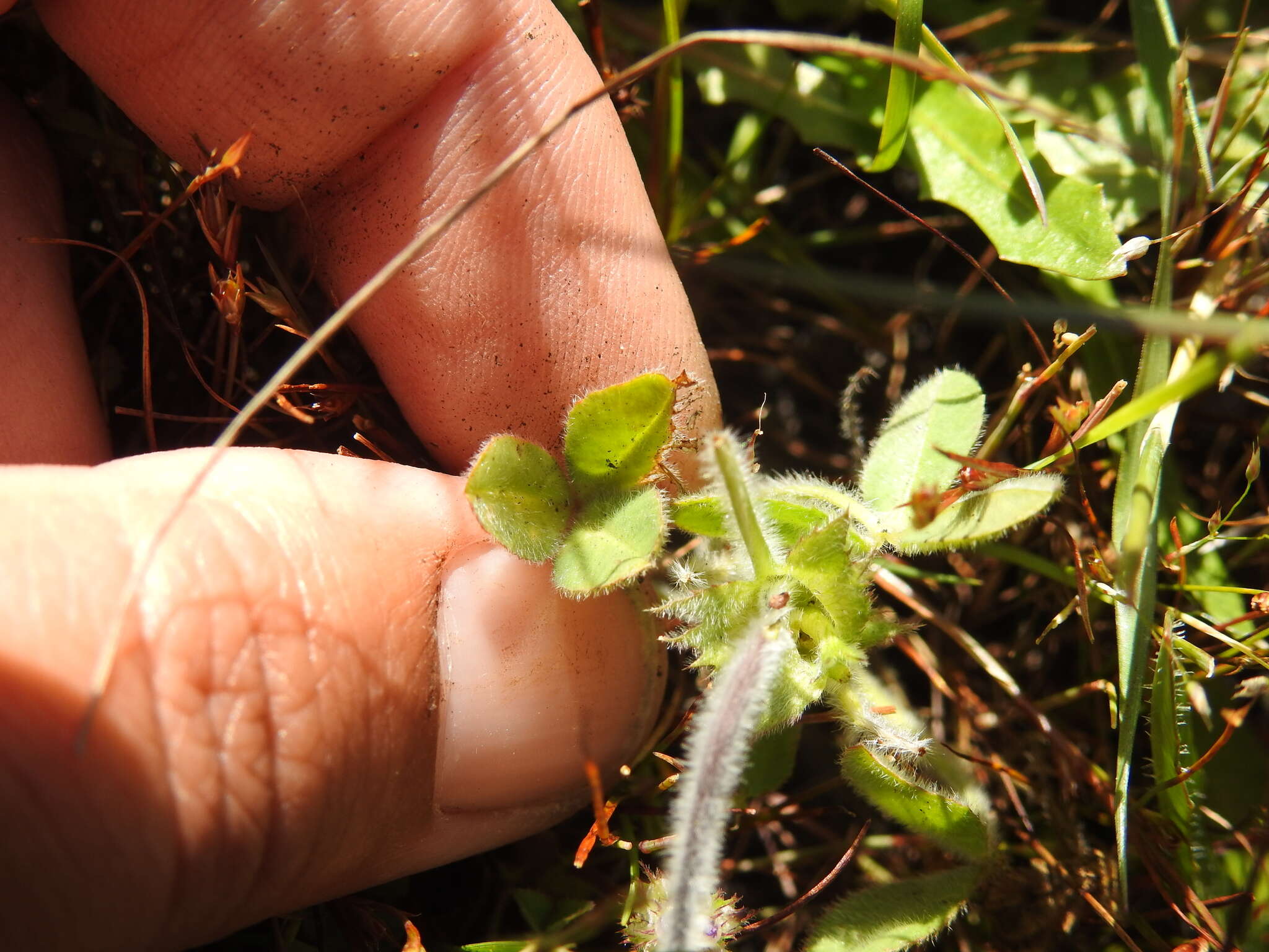 Image of Bearded Clover