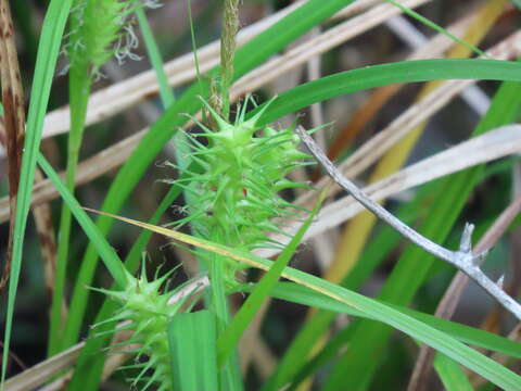 Sivun Carex gigantea Rudge kuva