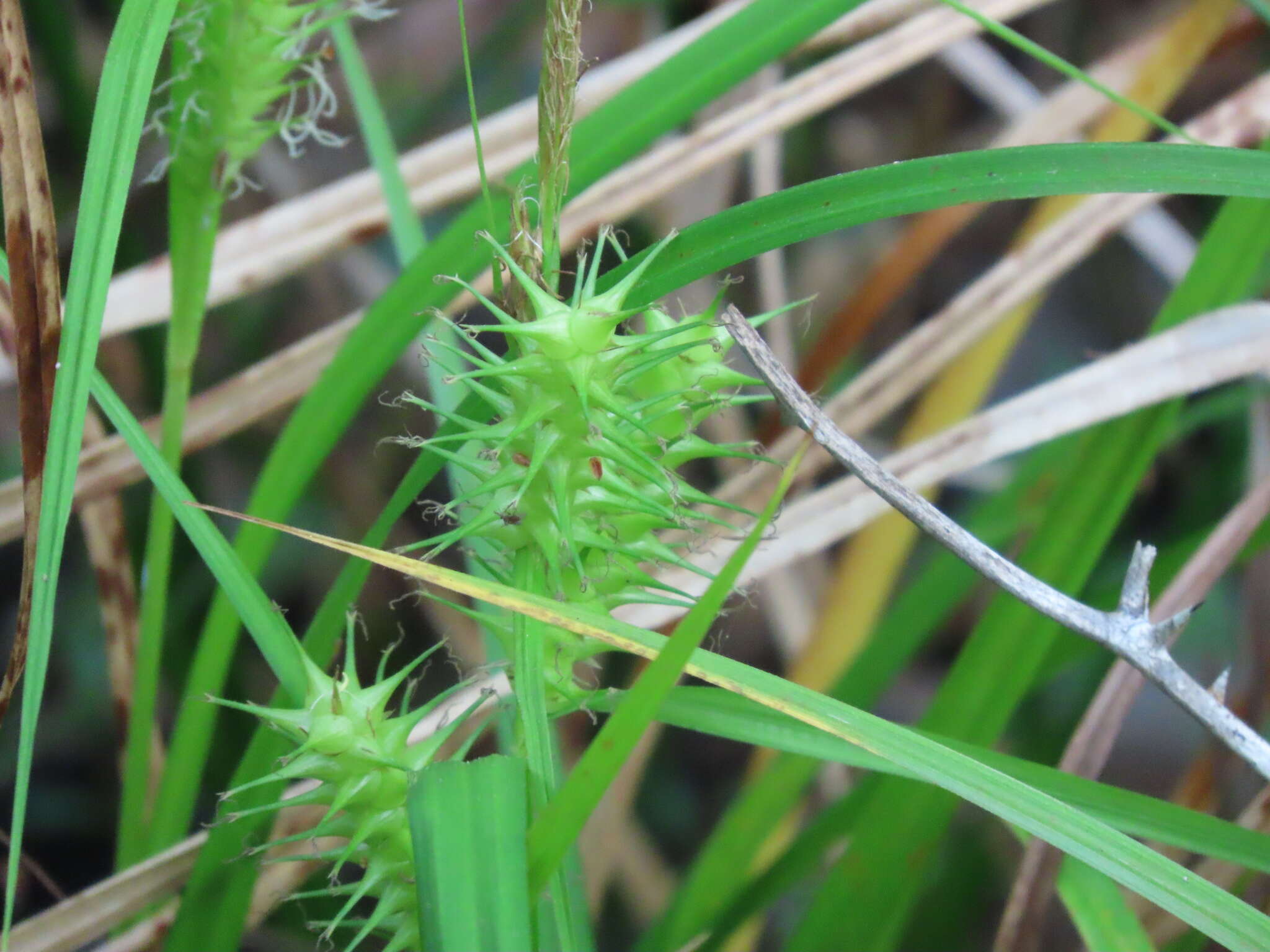 Image de Carex gigantea Rudge