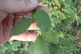 Imagem de Prunus gracilis Engelm. & Gray