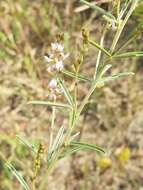 Imagem de Lespedeza leptostachya A. Gray