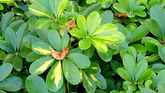 Image of Dwarf Umbrella Tree