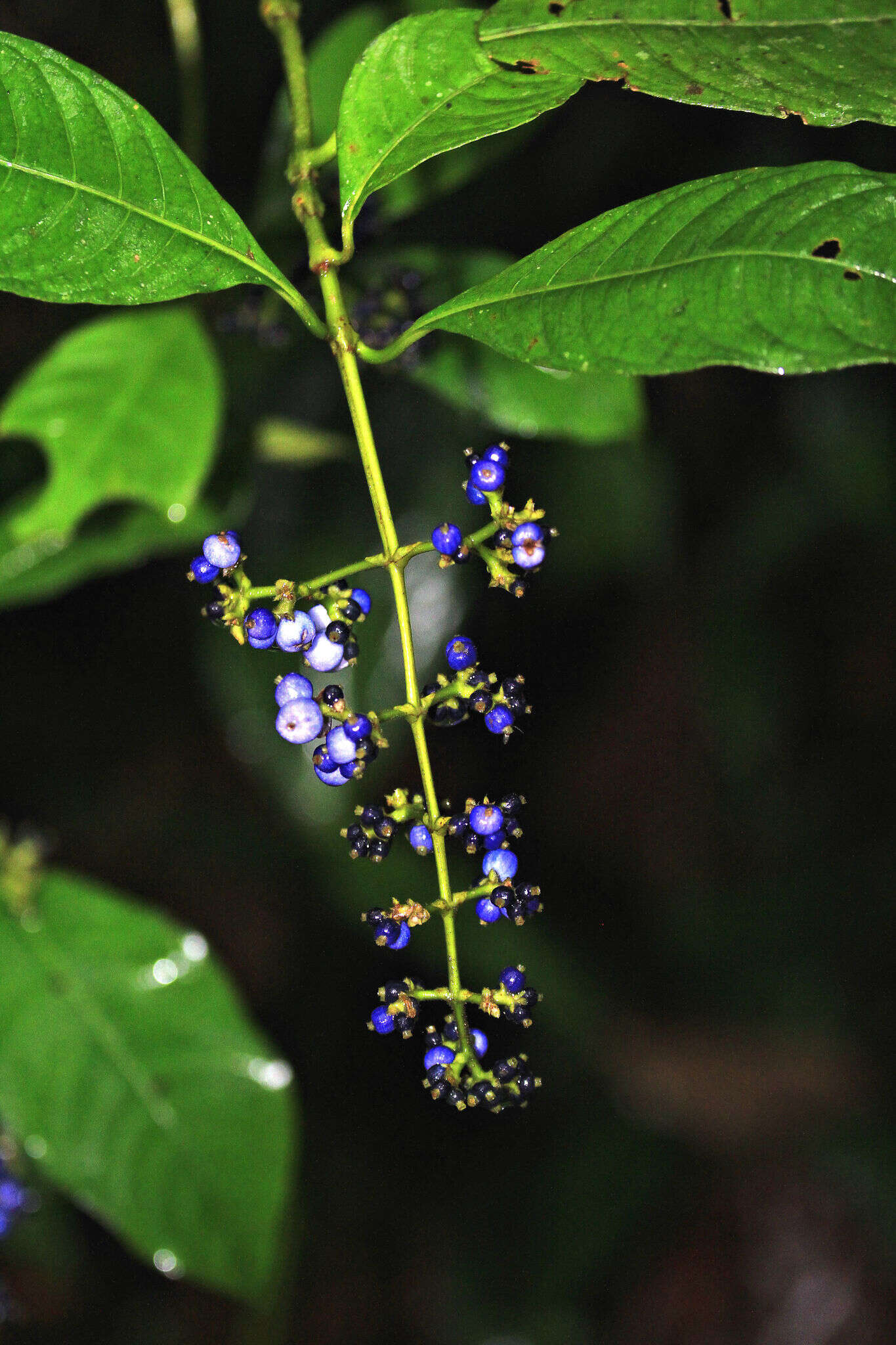 صورة Palicourea brachiata (Sw.) Borhidi