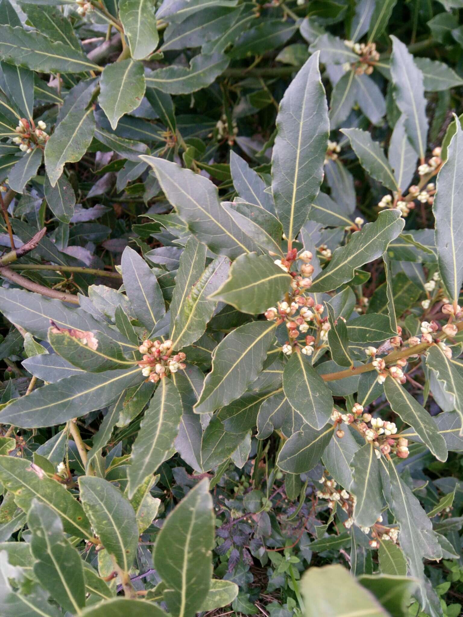 Image of laurel