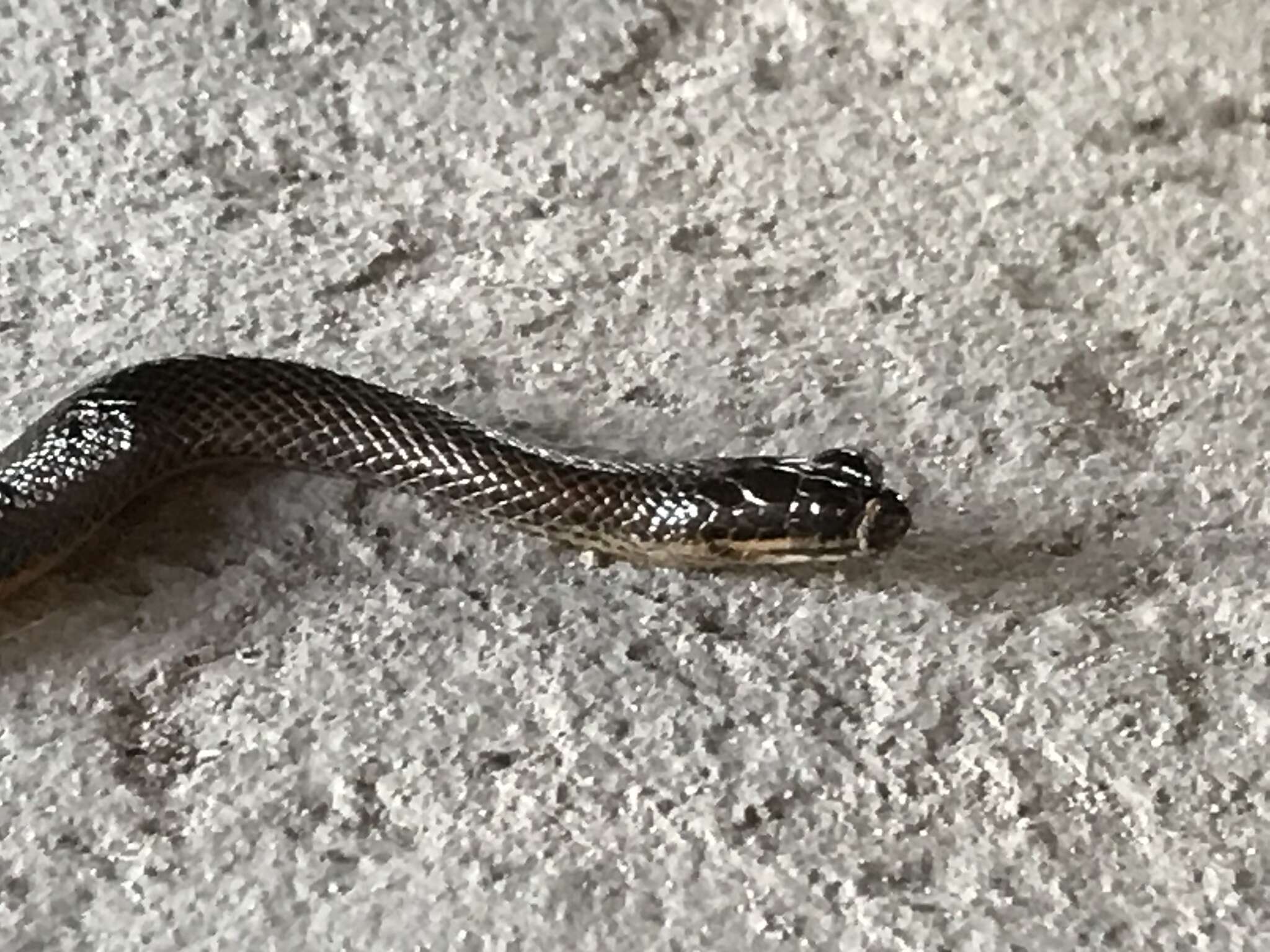 Image of Bangweulu Water Snake