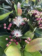 Image of Syzygium densinervium var. insulare Chang