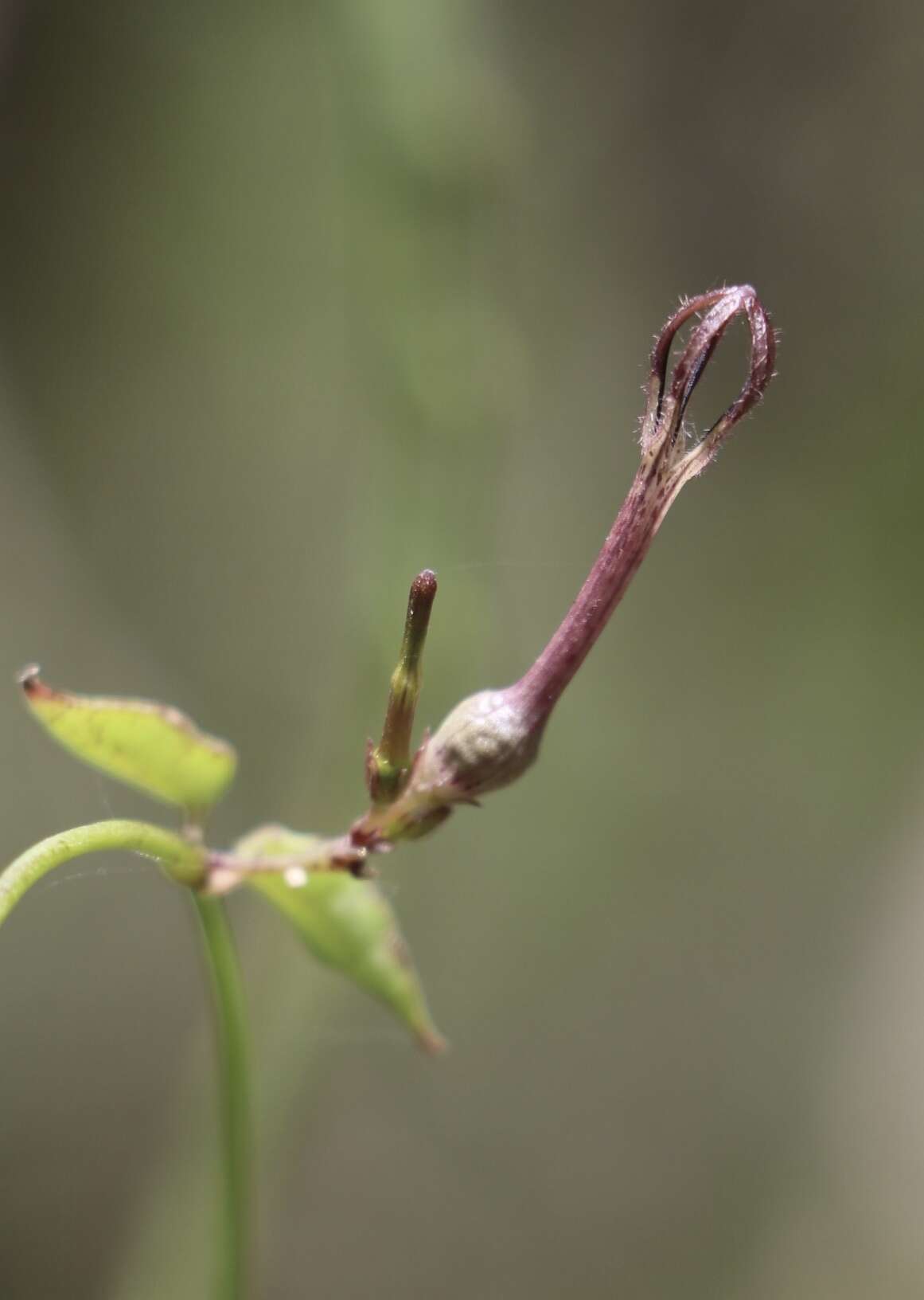 Image of Ceropegia linearis E. Mey.