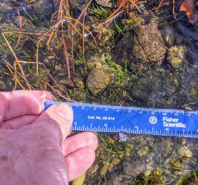 Image of Welsh mudwort