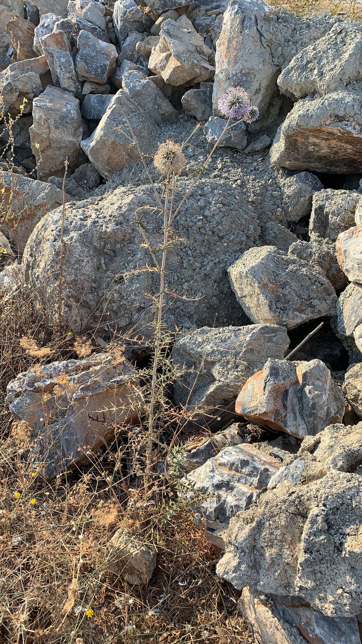 Image of Echinops spinosissimus subsp. bithynicus (Boiss.) Greuter