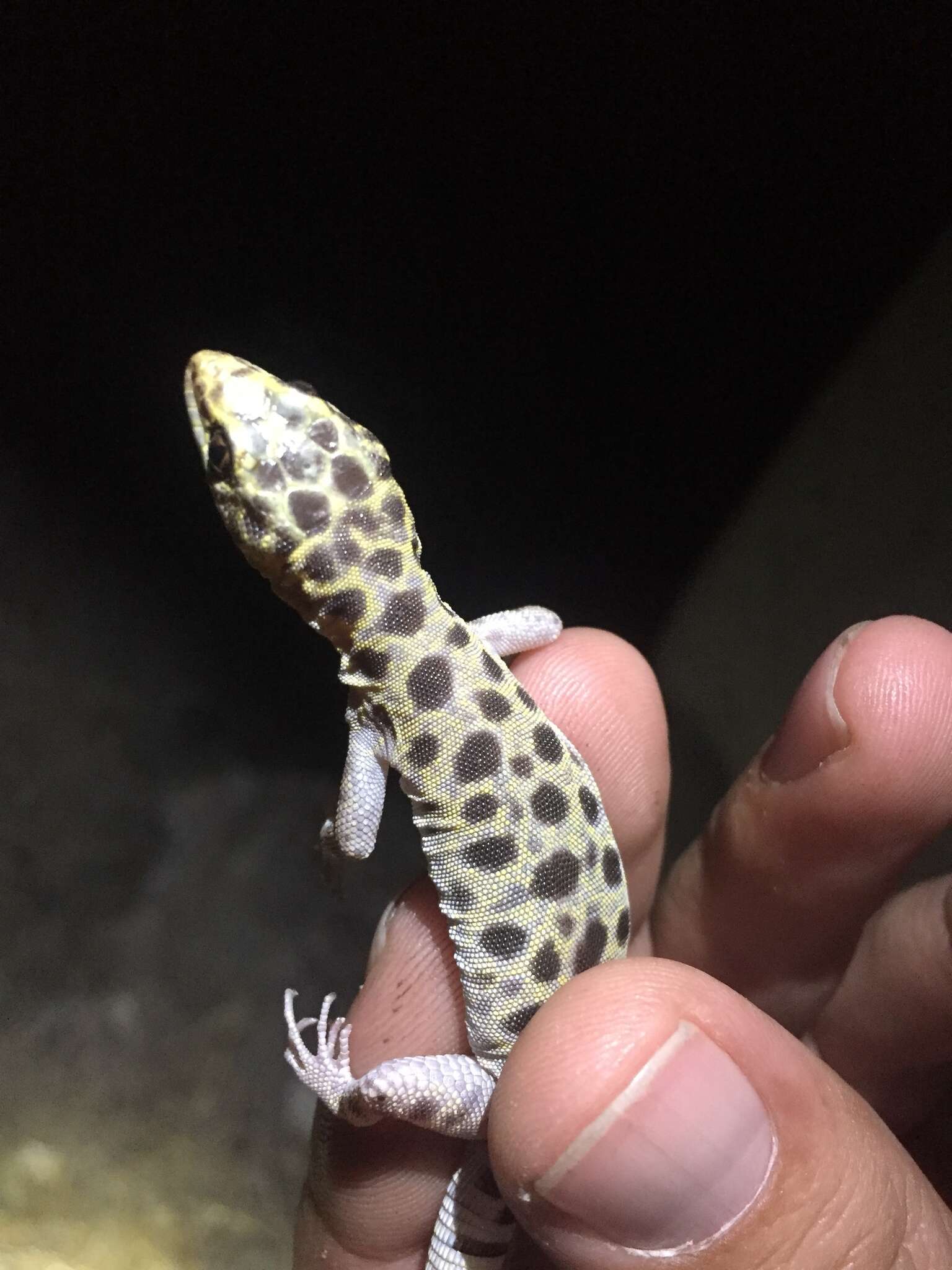 Image of Granite Night Lizard