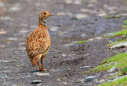 Imagem de Scleroptila gutturalis gutturalis (Rüppell 1835)