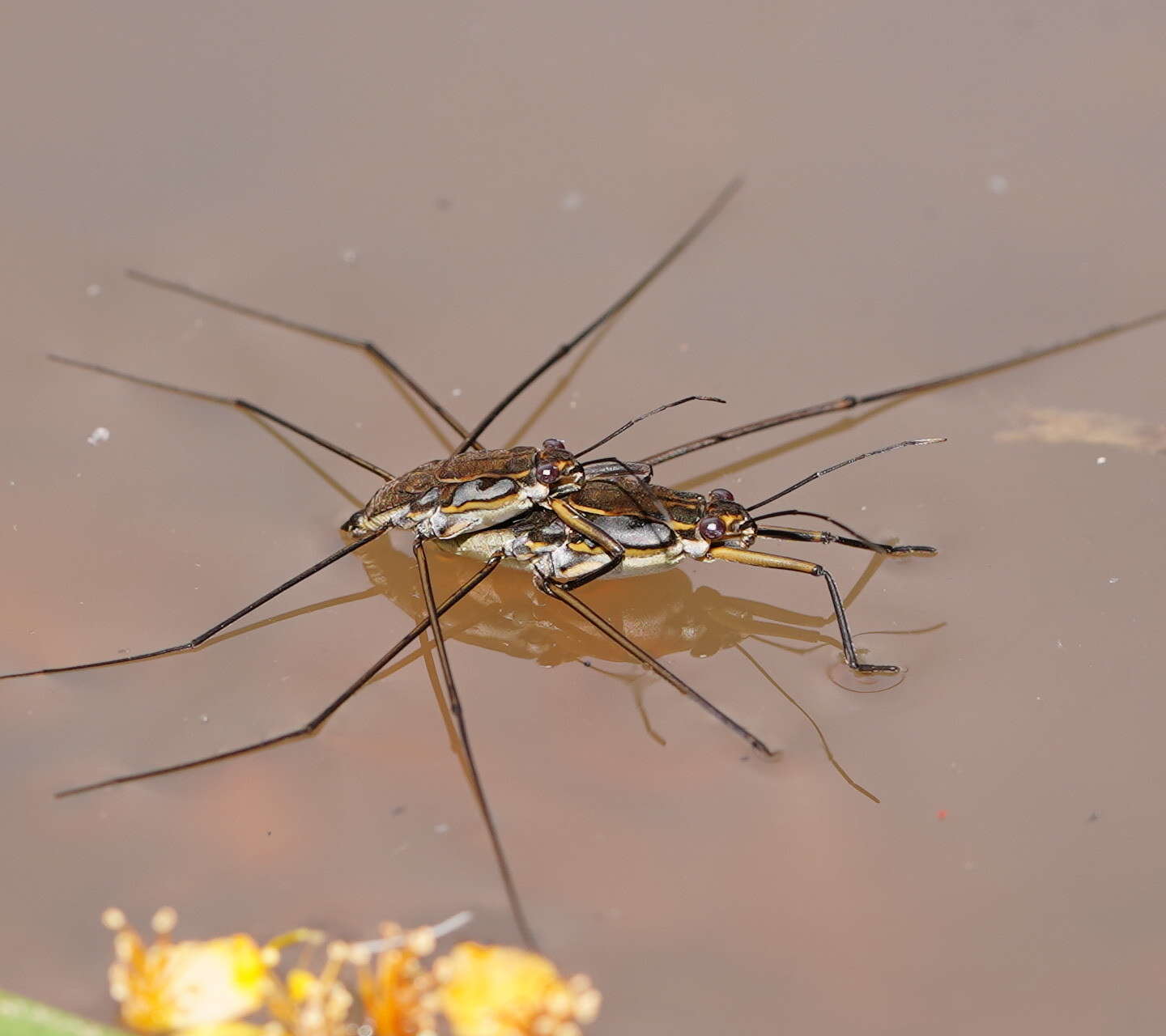 Image of Tenagogerris euphrosyne (Kirkaldy 1902)