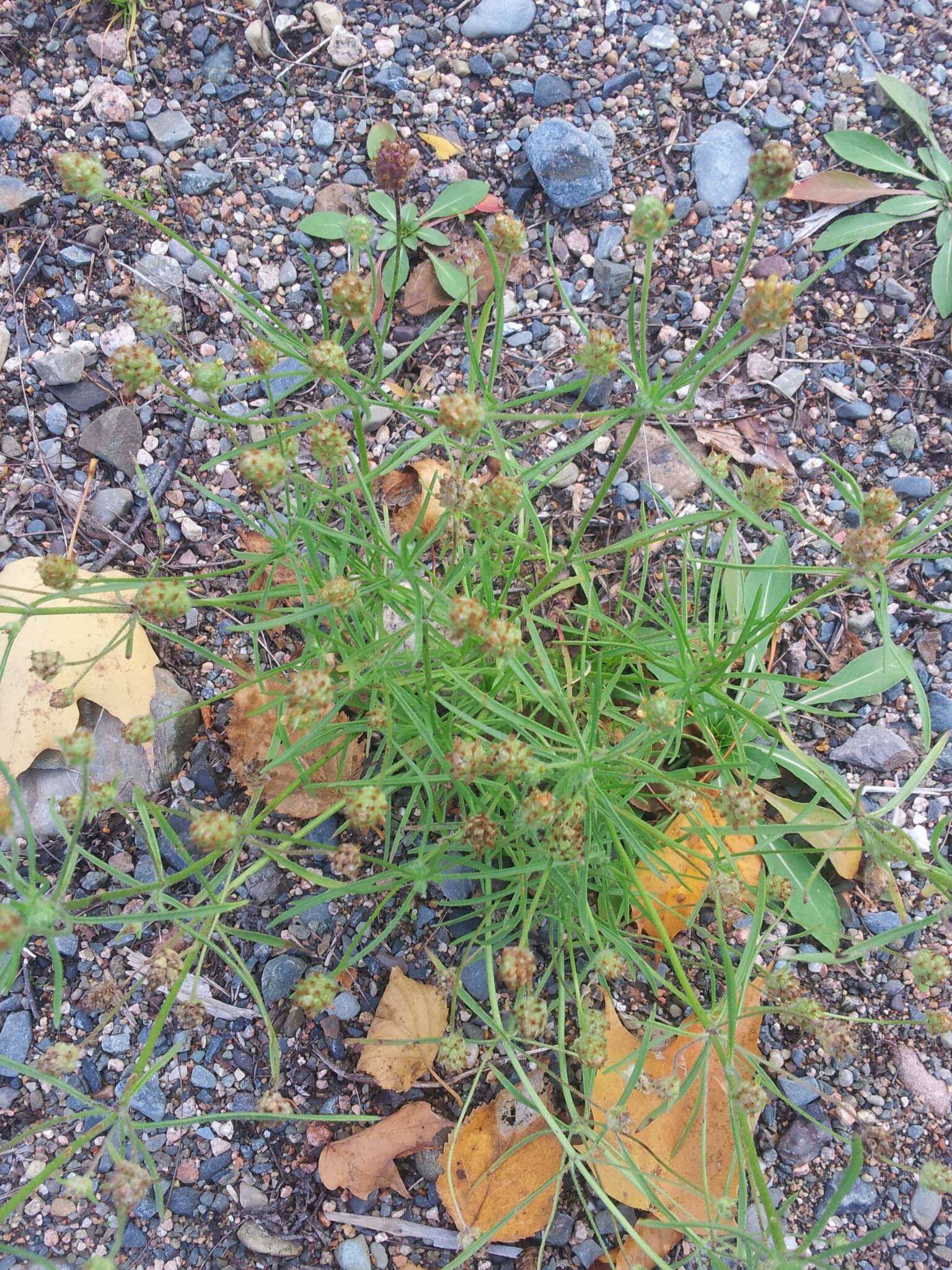 Image of Sand Plantain