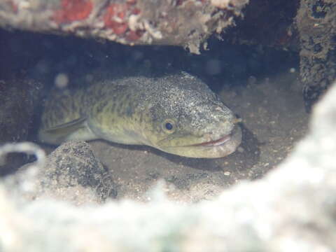 Image of Giant Long-finned Eel