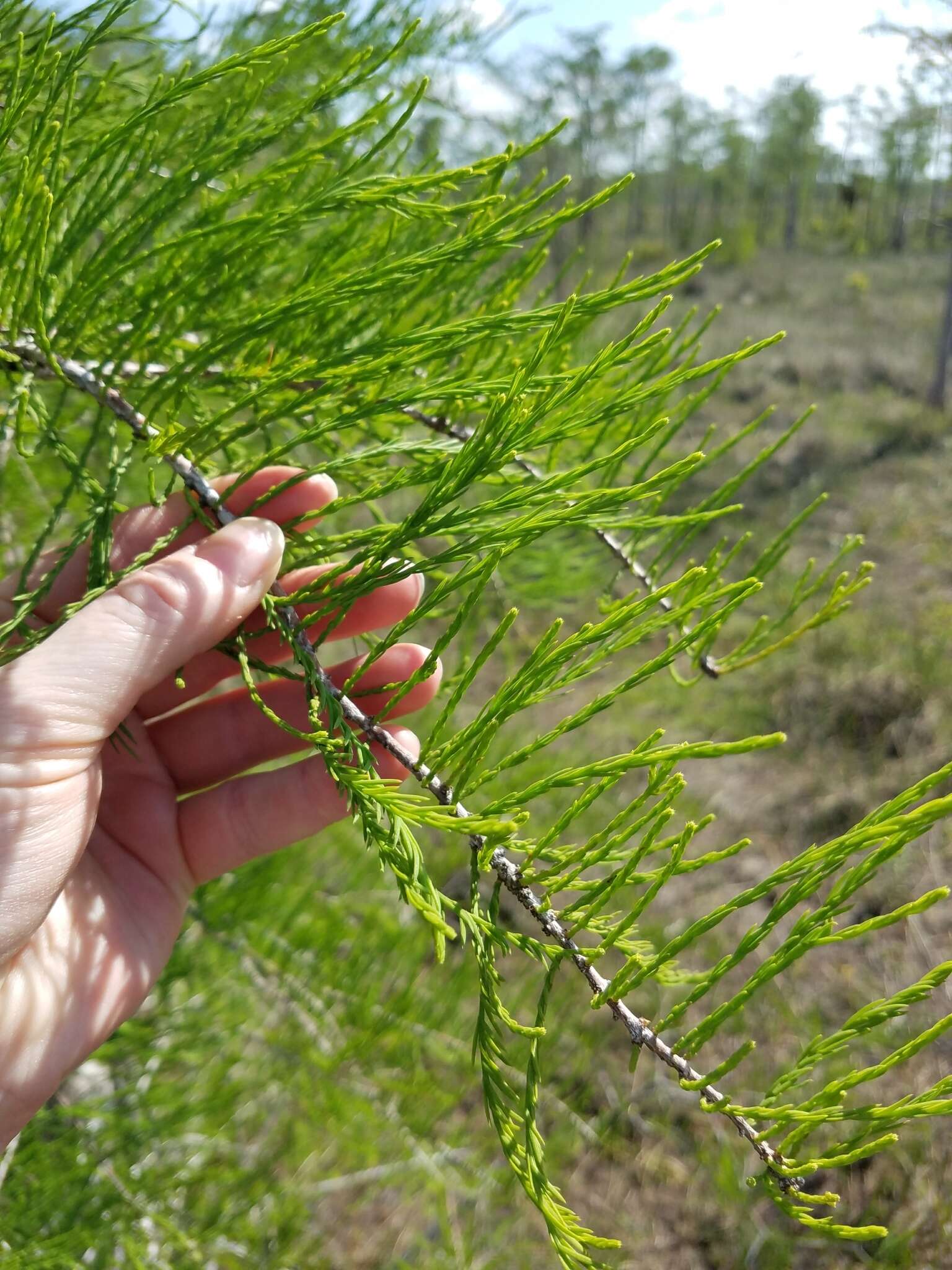 Imagem de Taxodium distichum var. imbricarium (Nutt.) Sarg.