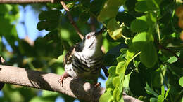 Image of Bar-breasted Honeyeater