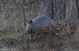 Image of long-nosed armadillos