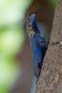 Agama mucosoensis Hellmich 1957 resmi