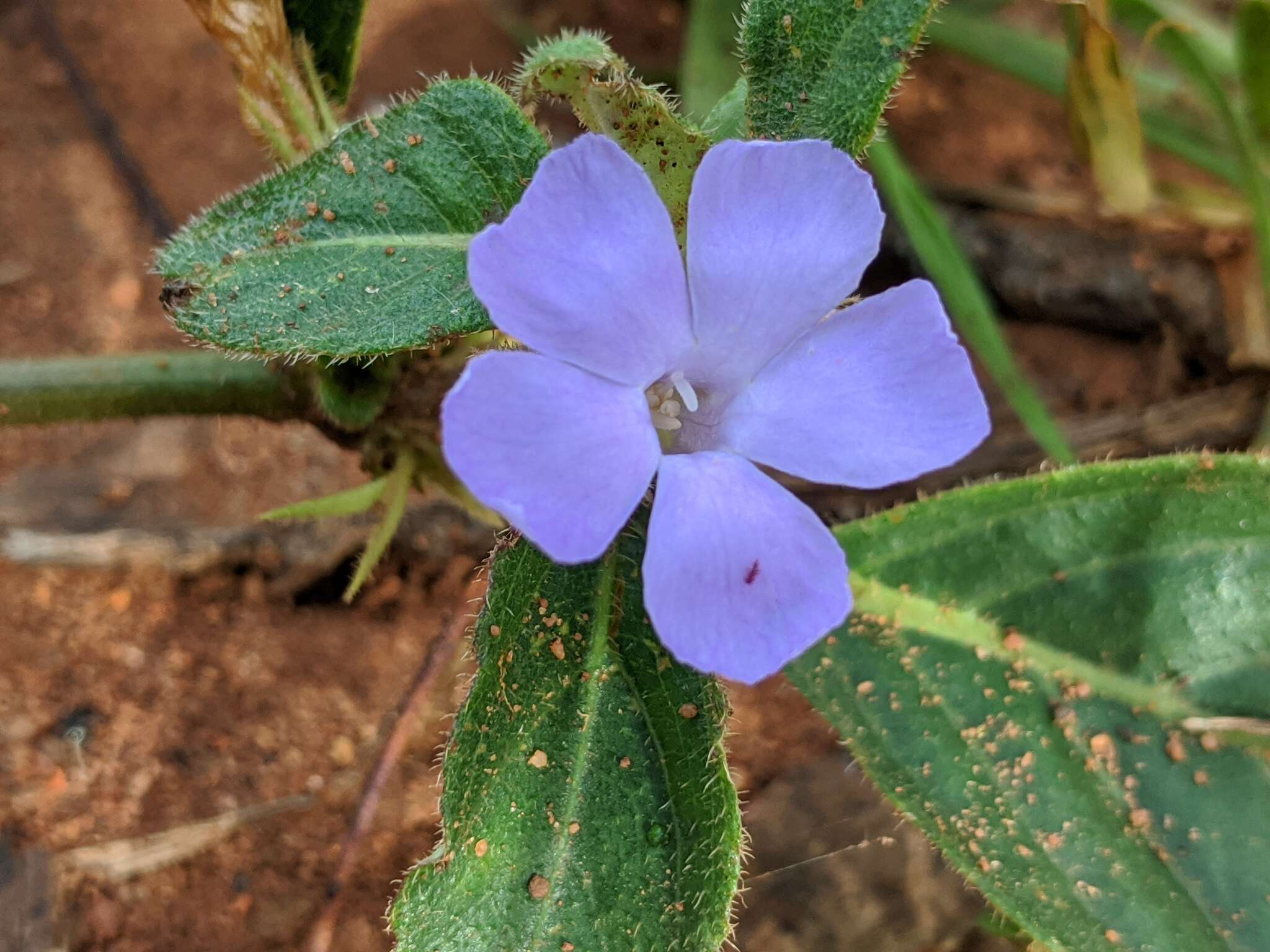 Sivun Brunoniella australis (Cav.) Bremek. kuva