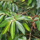 Ardisia palmana J. D. Sm. resmi