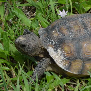 Image of (Florida) Gopher Tortoise