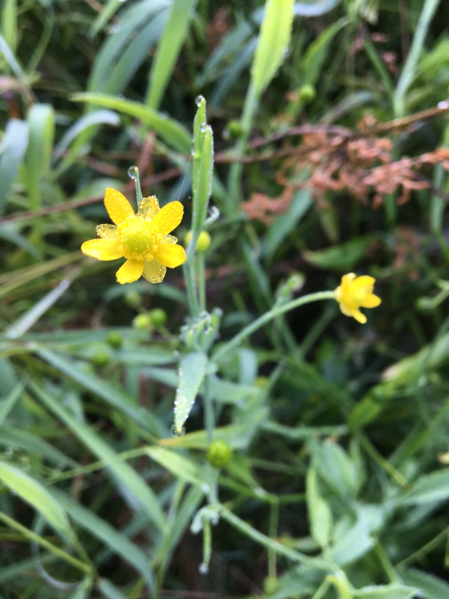 Image of waterplantain spearwort