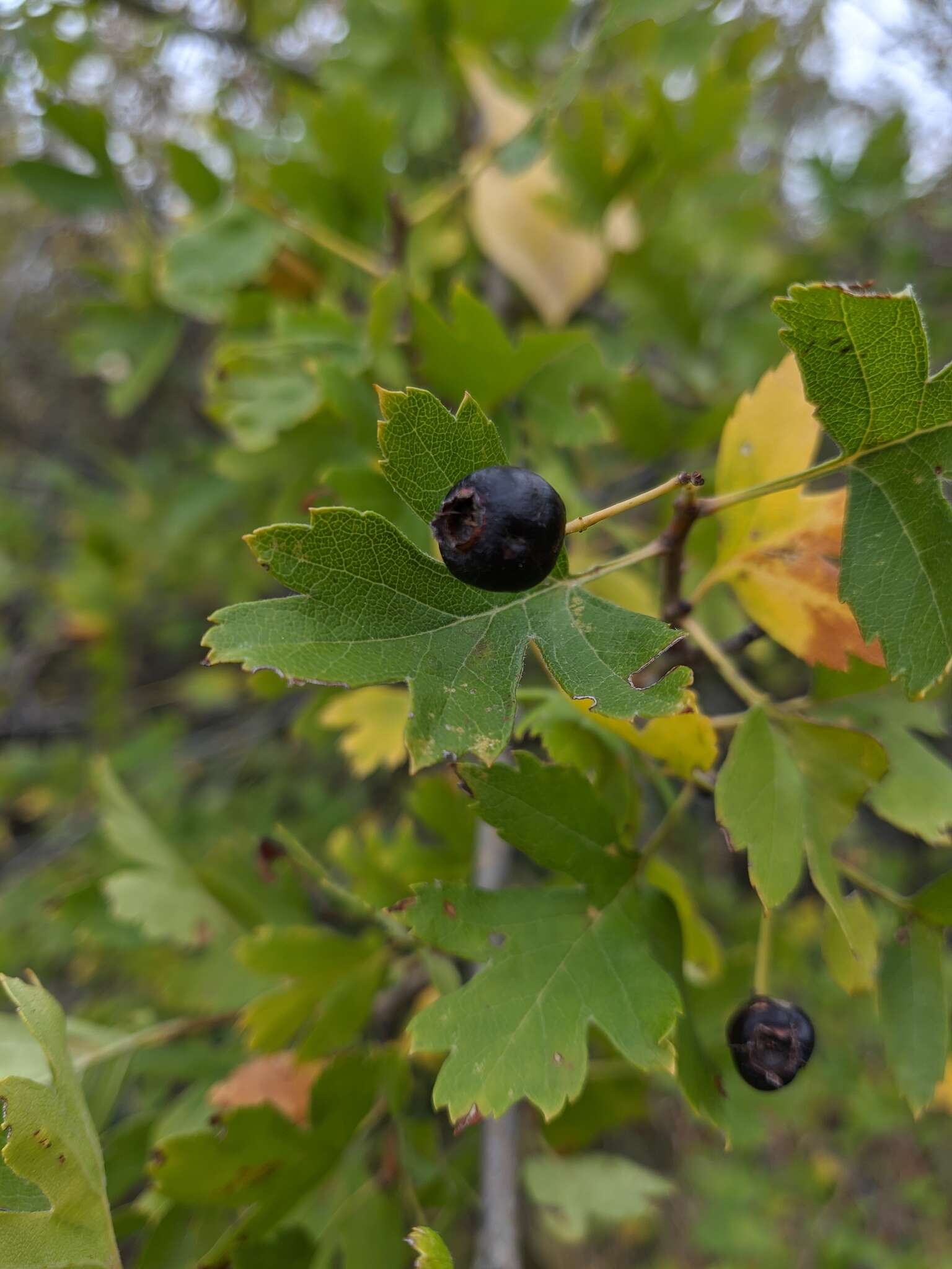 Image of Small-flowered Black Hawthorn