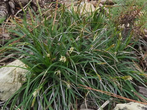 Image of Carex halleriana Asso