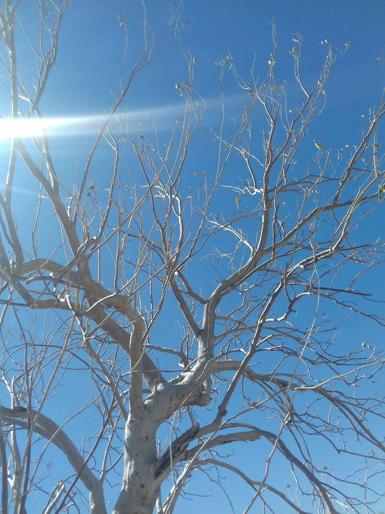 Image of Tree morning glory