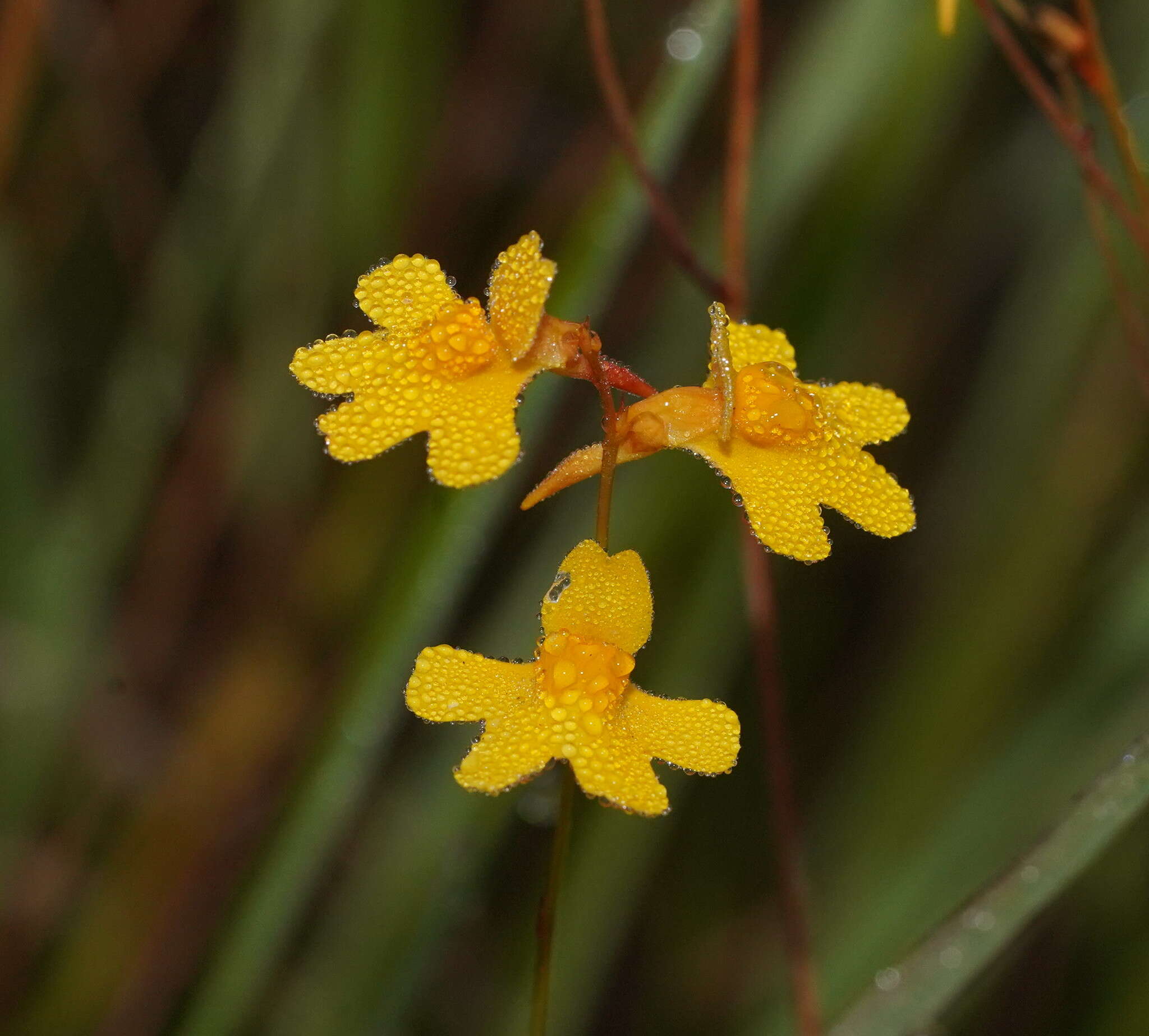 Image of Utricularia chrysantha R. Br.