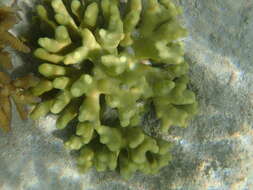 Image of Finger coral