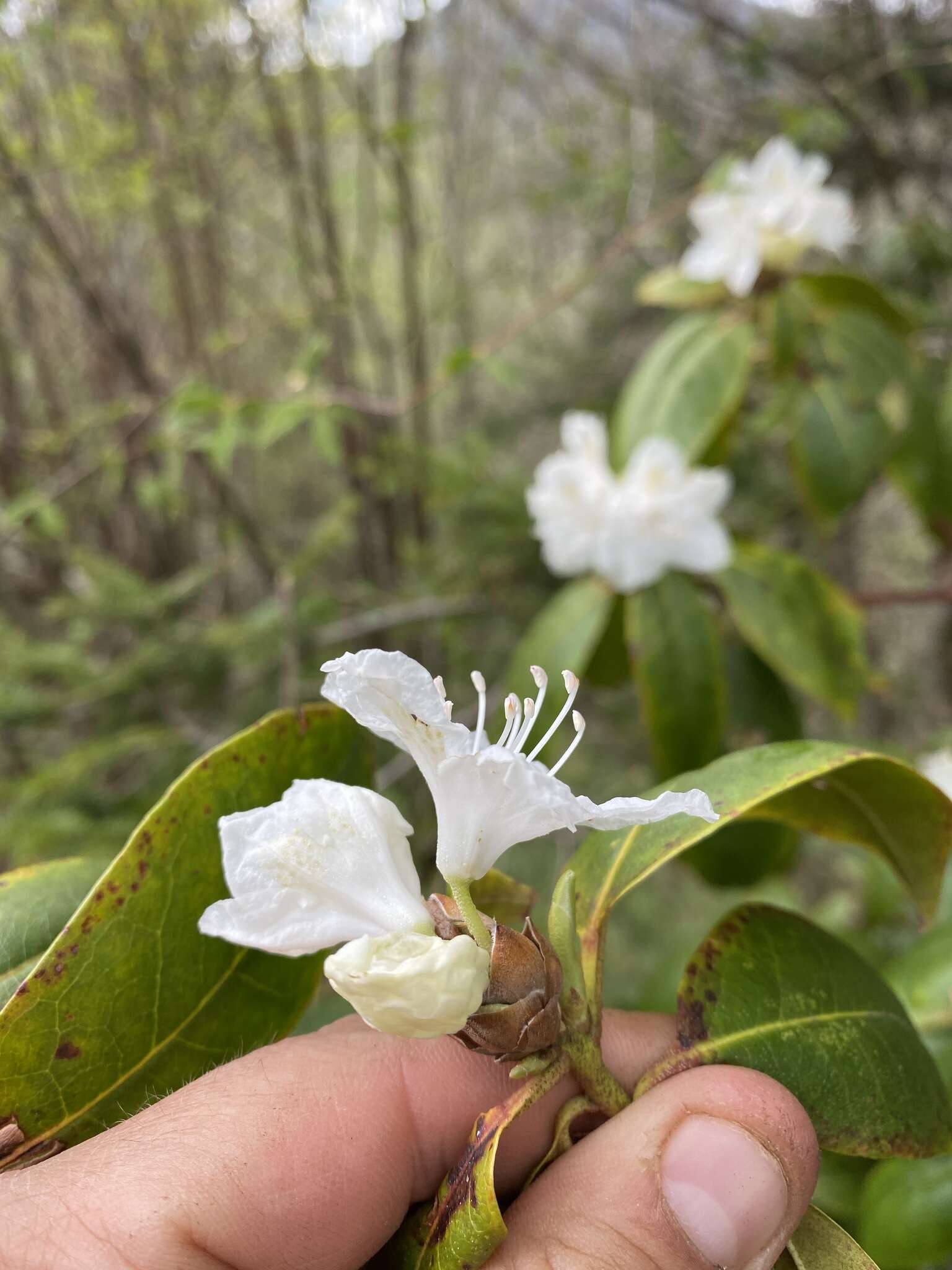 صورة Rhododendron carolinianum Rehder