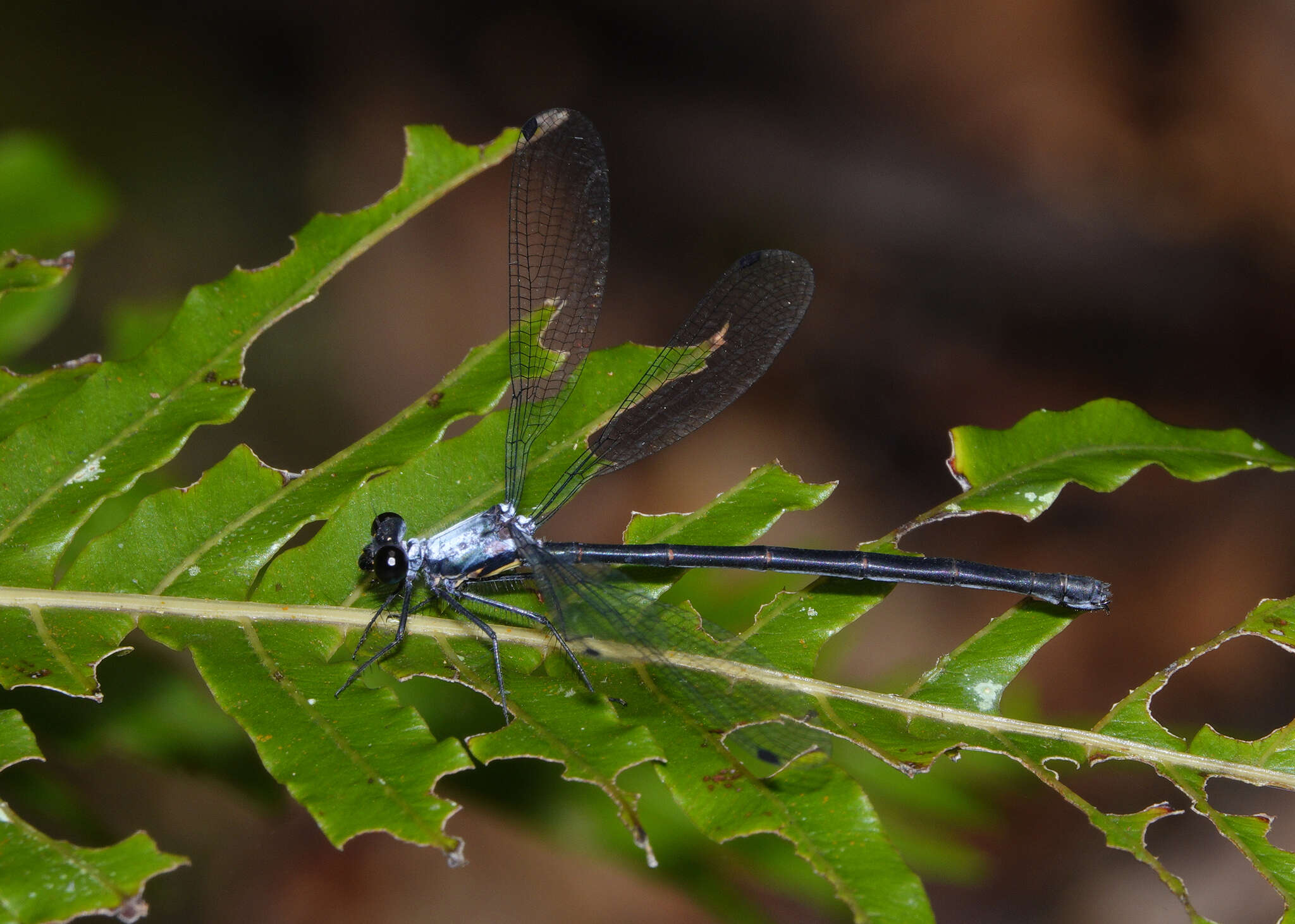 Image of azure flatwing