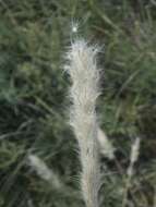 صورة Bothriochloa torreyana (Steud.) Scrivanti & Anton