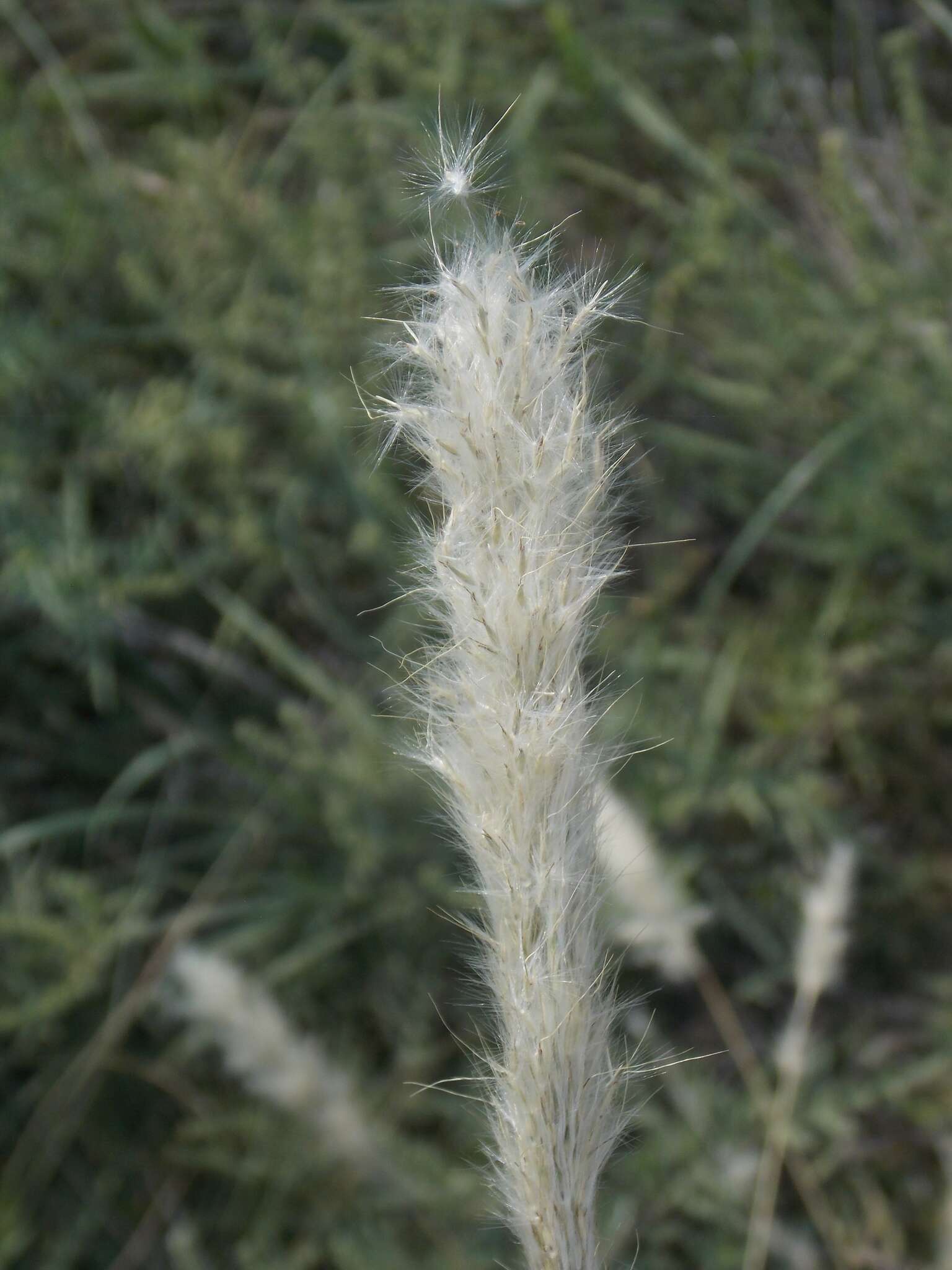 Imagem de Bothriochloa torreyana (Steud.) Scrivanti & Anton