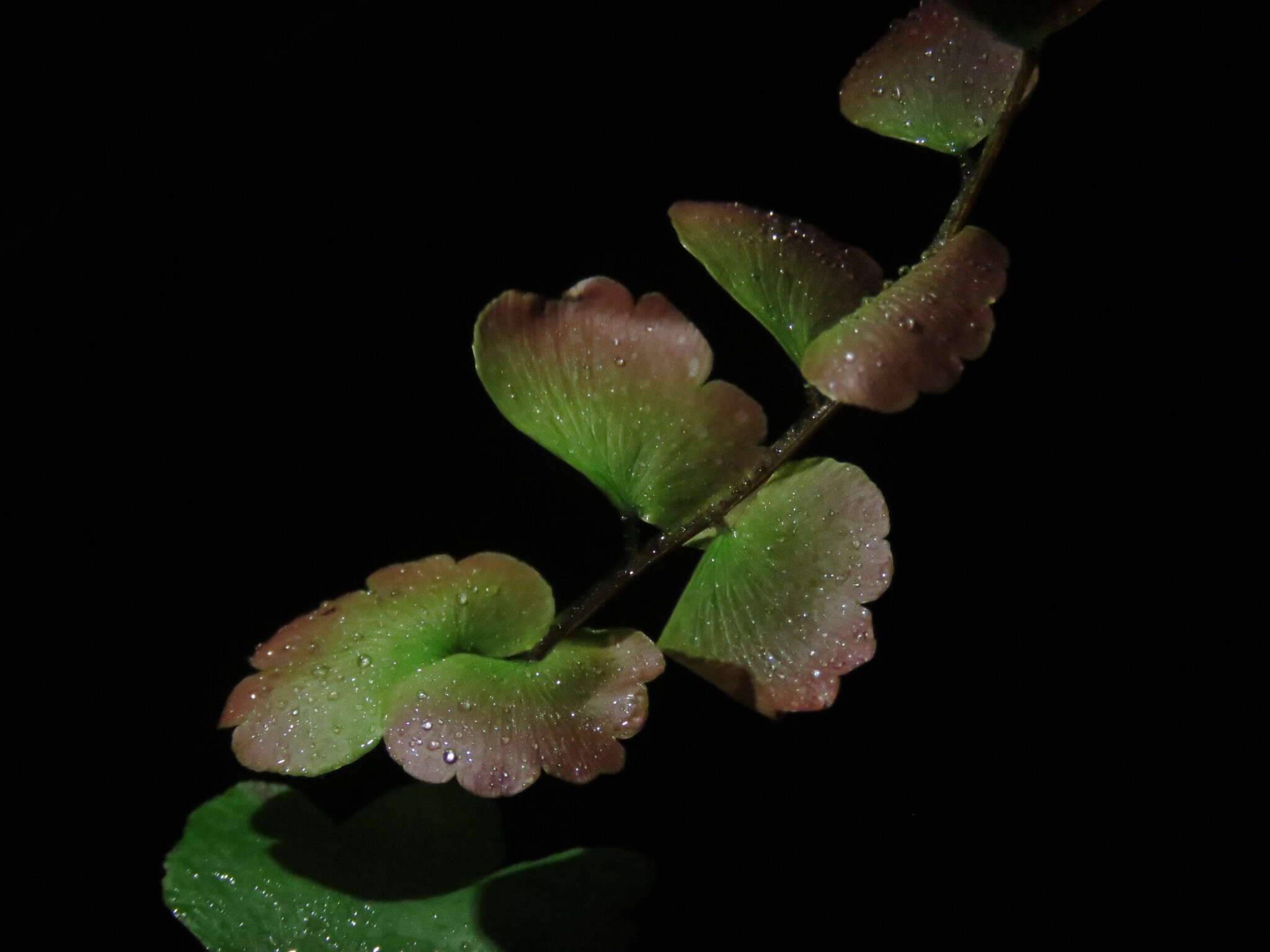 Image of Adiantum soboliferum Wall.