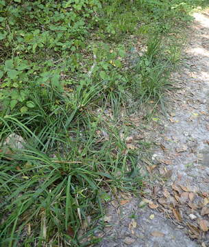 Image of broadleaf panicum