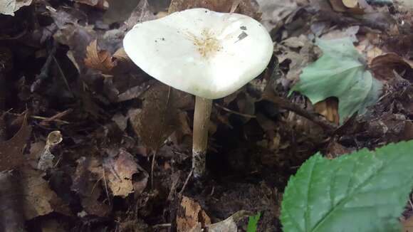 Image of Collybia alboflavida (Peck) Kauffman 1923