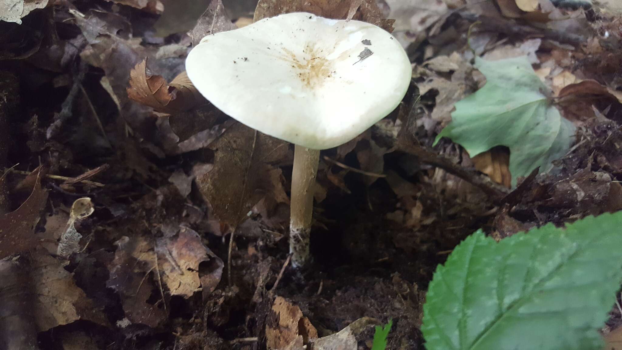 Image de Collybia alboflavida (Peck) Kauffman 1923