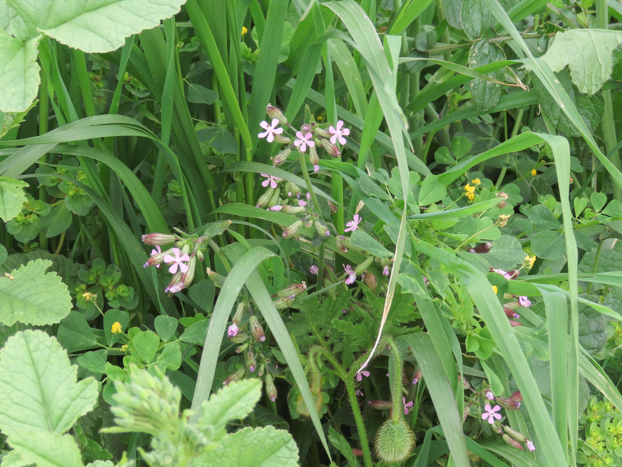 Imagem de Silene fuscata Brot.