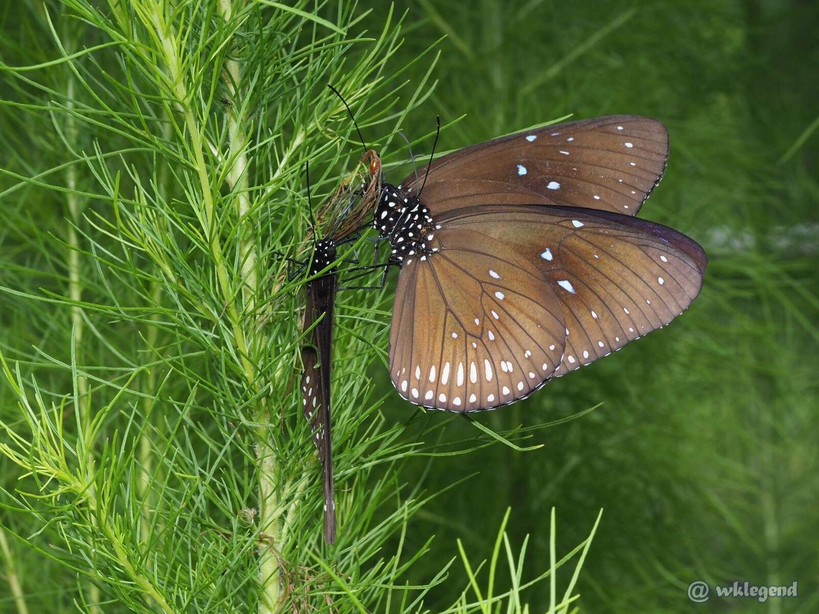 Image of Euploea midamus Linnaeus 1758