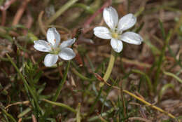 Montia australasica (Hook. fil.) Pax & K. Hoffm. resmi