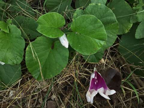 Слика од Ipomoea campanulata L.