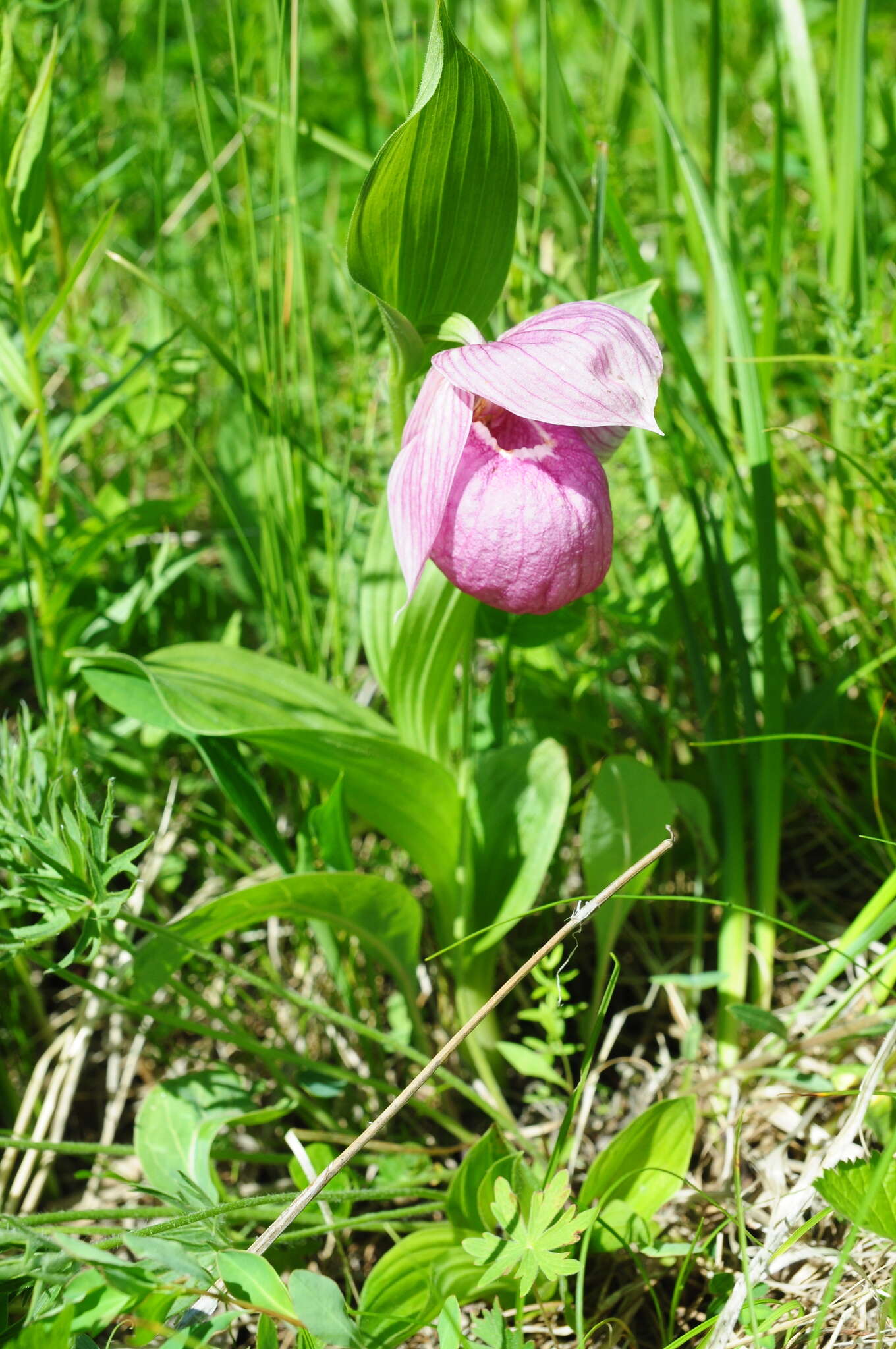 Image of Large-flowered Cypripedium