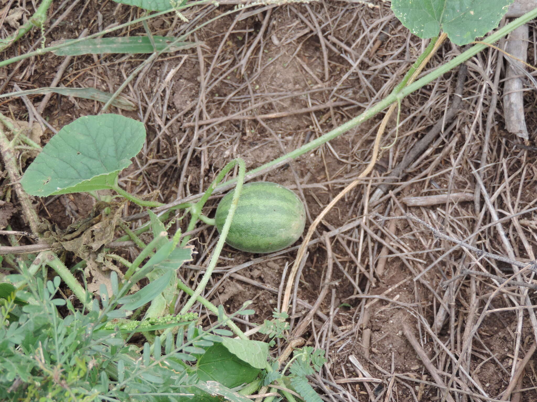 Image of melon