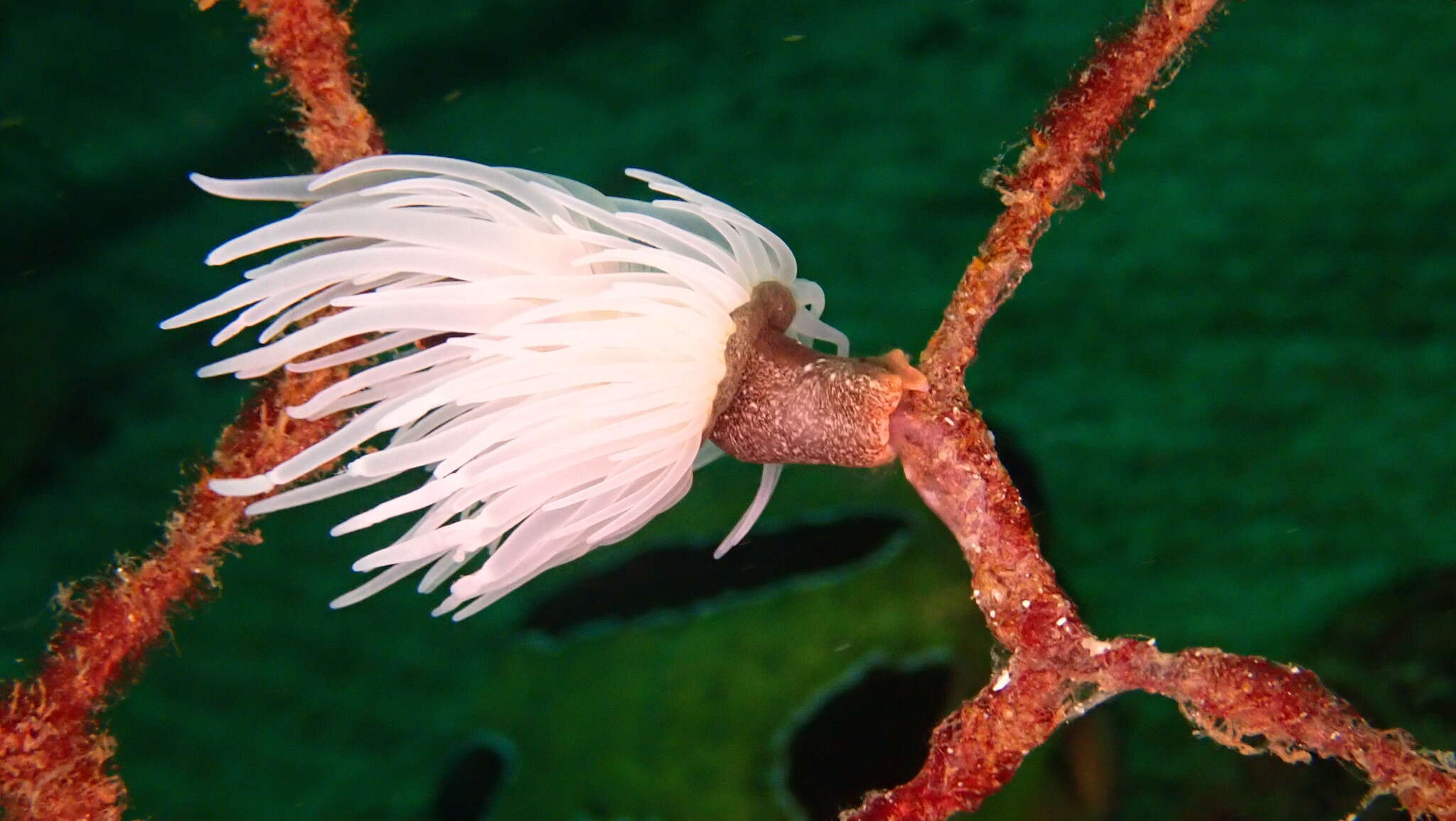 Image of jewel anemone