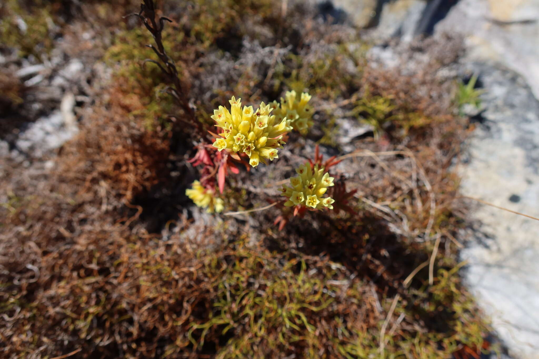 Crassula flava L. resmi